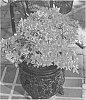 Rhododendron%20hybrida%20%27Farrow%27