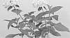 Hydrangea%20macrophylla%20%27FREEDOM%27