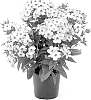 Phlox%20paniculata%20%27Barsixty%27