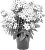 Phlox%20paniculata%20%27Barsixty%27