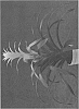 Guzmania%20wittmackii%20x%20lingulata%20%27Duramar%27