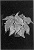 Caladium%20x%20hortulanum%20%27Blushing%20Bride%27