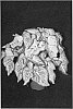Caladium%20x%20hortulanum%20%27Peppermint%27