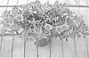 Calibrachoa%20sp.%20%27DANOA52%27