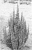 Berberis%20thunbergii%20%27Redtorch%27