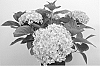 Hydrangea%20macrophylla%20%27Perfection%27