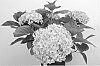 Hydrangea%20macrophylla%20%27Perfection%27