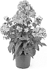 Phlox%20paniculata%20%27Barsixtyone%27