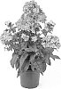 Phlox%20paniculata%20%27Barsixtyone%27