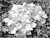 Heuchera%20spp.%20%27TNMT%27
