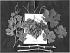Vitis%20vinifera%20%27ARRATEN%27