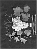 Vitis%20vinifera%20%27ARRASIXTEEN%27