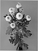 Chrysanthemum%20x%20morifolium%20%27Dekskye%27