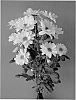 Chrysanthemum%20x%20morifolium%20%27Deksavanna%27