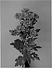 Chrysanthemum%20x%20morifolium%20%27Dekrodian%27