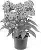 Phlox%20paniculata%20%27Barsixtytwo%27