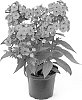 Phlox%20paniculata%20%27Barsixtytwo%27