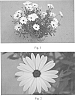 Osteospermum%20hybrida%20%27SAKOST021%27