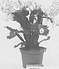 Schlumbergera%20truncata%20%27PKMSC01%27