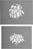 Caladium%20x%20hortulanum%20%27White%20Dynasty%27