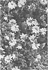 Lysimachia%20congestiflora%20%27Midnight%20Sun%27