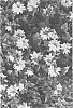 Lysimachia%20congestiflora%20%27Midnight%20Sun%27