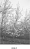 Malus%20domestica%20Borkh%20%27LJ-1000%27