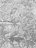 Acer%20palmatum%20%27JN4%27