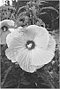 Hibiscus%20hybrid%20%28L.%29%20%27Party%20Favor%27