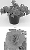 Impatiens%20walleriana%20%27Balfiesunre%27