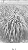 Pennisetum%20purpureum%20x%20%5BPennisetum%20glaucum%20x%20%28Pennisetum%20purpureum%20x%20Pennisetum%20squamulatum%29%5D%20%27Tift%208%27