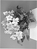 Helleborus%20x%20nigercors%20%27COSEH%20770%27