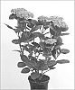 Hydrangea%20macrophylla%20%27Hokomac%27