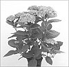 Hydrangea%20macrophylla%20%27Hokomathyst%27
