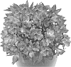 Alstroemeria%20hybrida%20%27Tesmach%27
