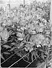 Alstroemeria%20hybrida%20%27Koncajoli%27