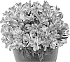Alstroemeria%20hybrida%20%27Tesnava%27