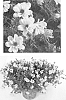 Bidens%20triplinervia%20x%20Bidens%20ferulifolia%20%27BID%20719%27