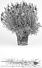 Lavandula%20stoechas%20%27Pink%20Summer%27