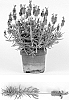 Lavandula%20stoechas%20%27Early%20Summer%27