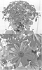 Senecio%20cruentus%20x%20Senecio%20heritierii%20%27Sunsenevio%27