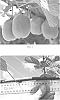 Actinidia%20deliciosa%20x%20Actinidia%20chinensis%20%27ZESH004%27