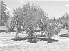 Olea%20europaea%20L.%20%27KADESHON%27