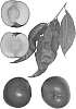 Prunus%20persica%20var.%20nucipersica%20%27Spring%20Fire%27