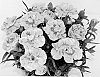 Dianthus%20caryophyllus%20%27KLEDP09102%27