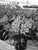 Alstroemeria%20hybrida%20%27Koncavanti%27