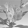 Alstroemeria%20hybrida%20%27Zalsameli%27
