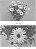 Osteospermum%20hybrida%20%27SAKOST022%27