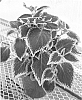 Solenostemon%20scutellarioides%20%27Mos%20Burvet%27