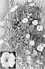 Calibrachoa%20spp.%20%27Calpriwi%27